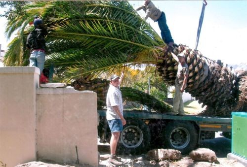 Palm Move_1_s